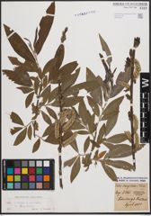 Foto von Salix cinerea L. x Salix viminalis L.